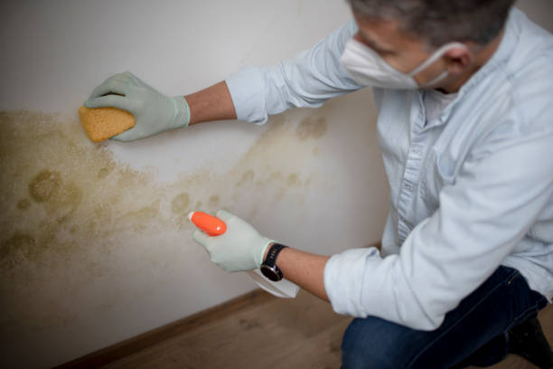 Best Insurance-Related Mold Remediation in Farngton Hills, MI