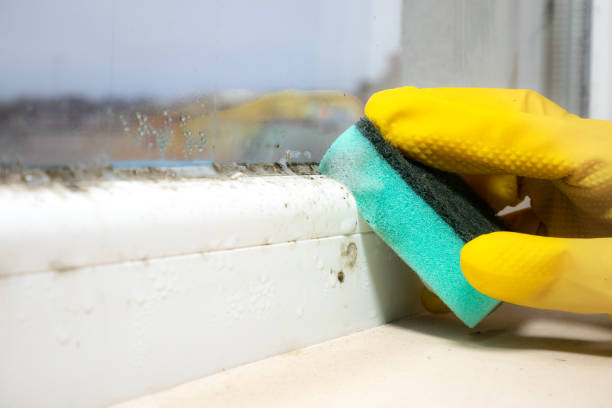 Best Commercial Mold Remediation in Farngton Hills, MI