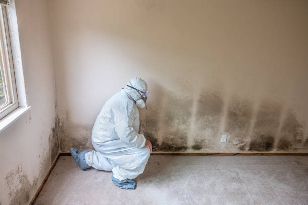 Best Mold Remediation for Specific Building Types in Farngton Hills, MI
