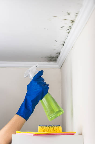 Best Kitchen Mold Remediation in Farngton Hills, MI